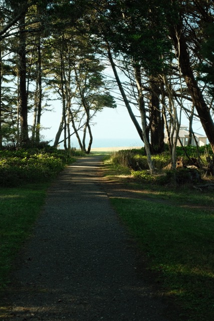 A path into the trees with an ocean view.