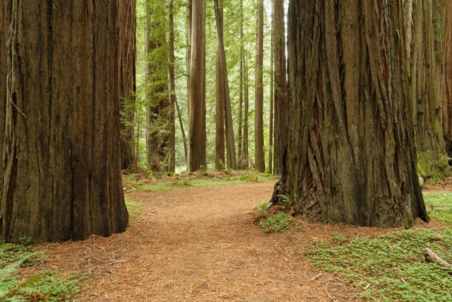More Redwoods!