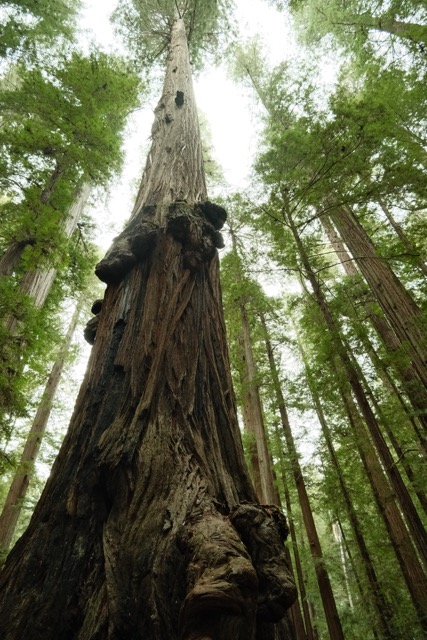 Looking up at Redwoods from the base of a tree.