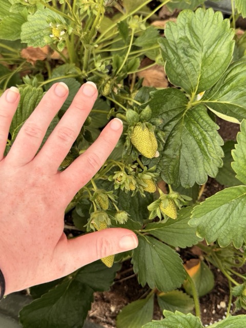 A cluster of home grown strawberries!