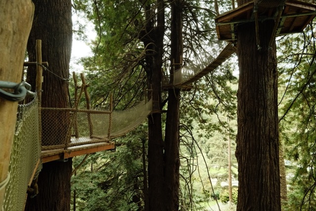 Bridges between large trees in a Redwood forest.