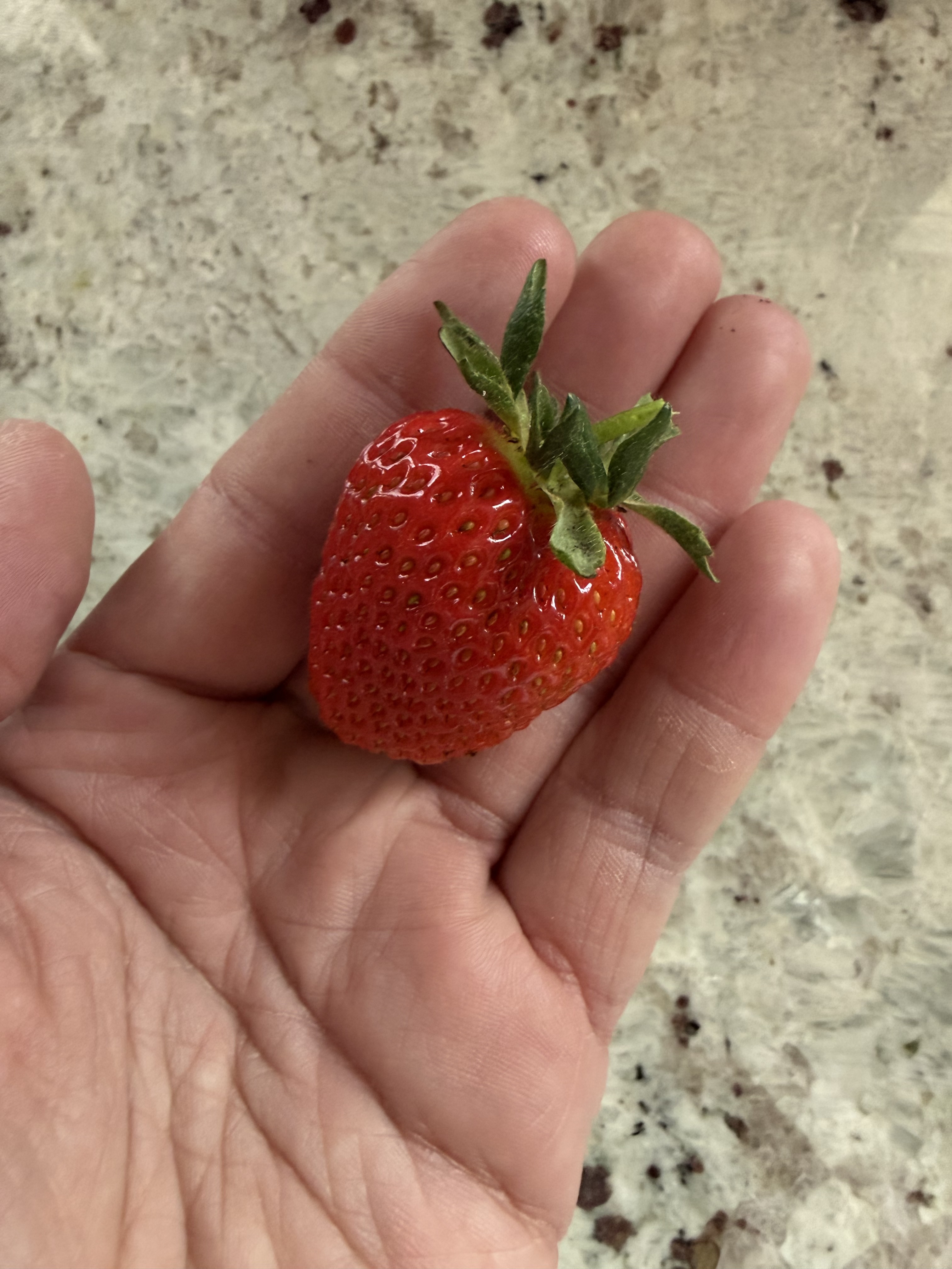 A home grown strawberry!