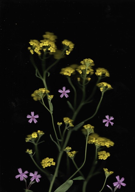A scan of local flowers.